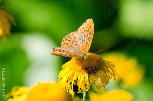 Butterfly © iloli