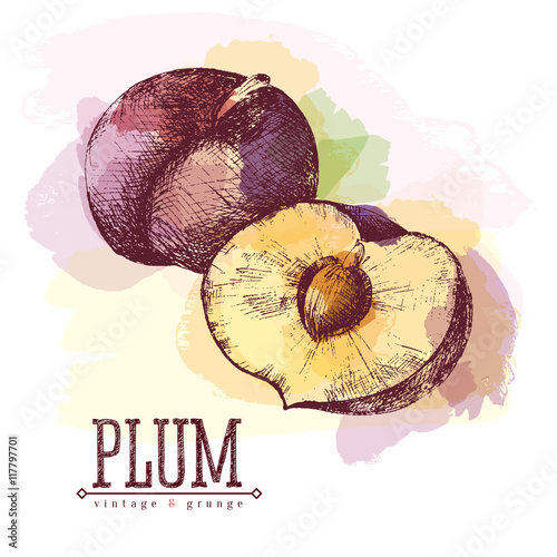 Plum and half of plum vector colourful isolated illustration with lettering, watercolour spots in sketch hand drawn style. Plum, food.