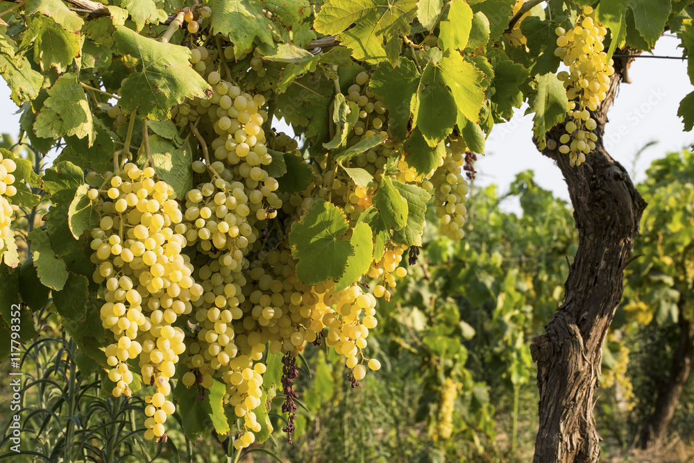 Fototapeta premium Üzüm Bağı