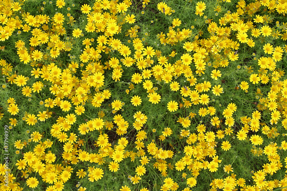 small Yellow flowers in gardens .