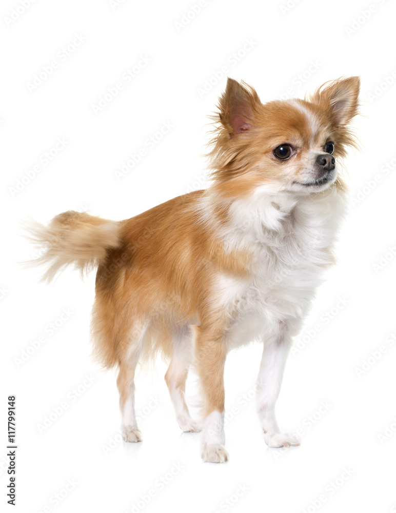 chihuahua in studio chihuahua in studio
