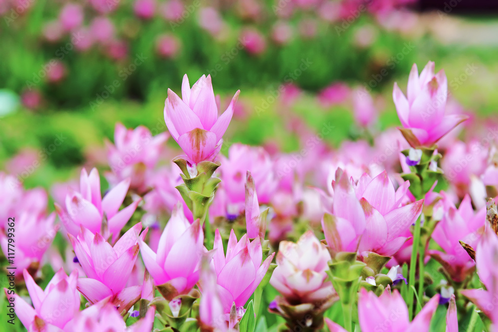 pink flower at flowers garden and background blur .
