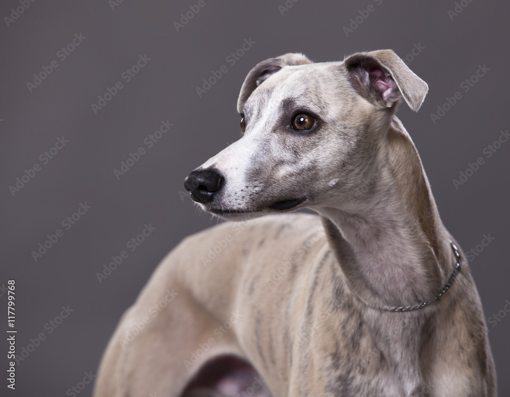 Portrait of Whippet dog