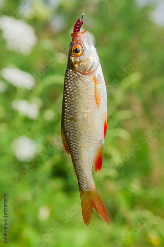 Single common rudd fish on the hook.