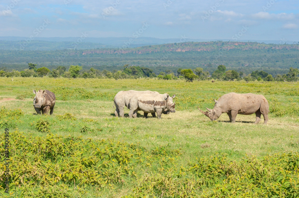 Rhinos in african savanna, Nakuru national park, Kenya
