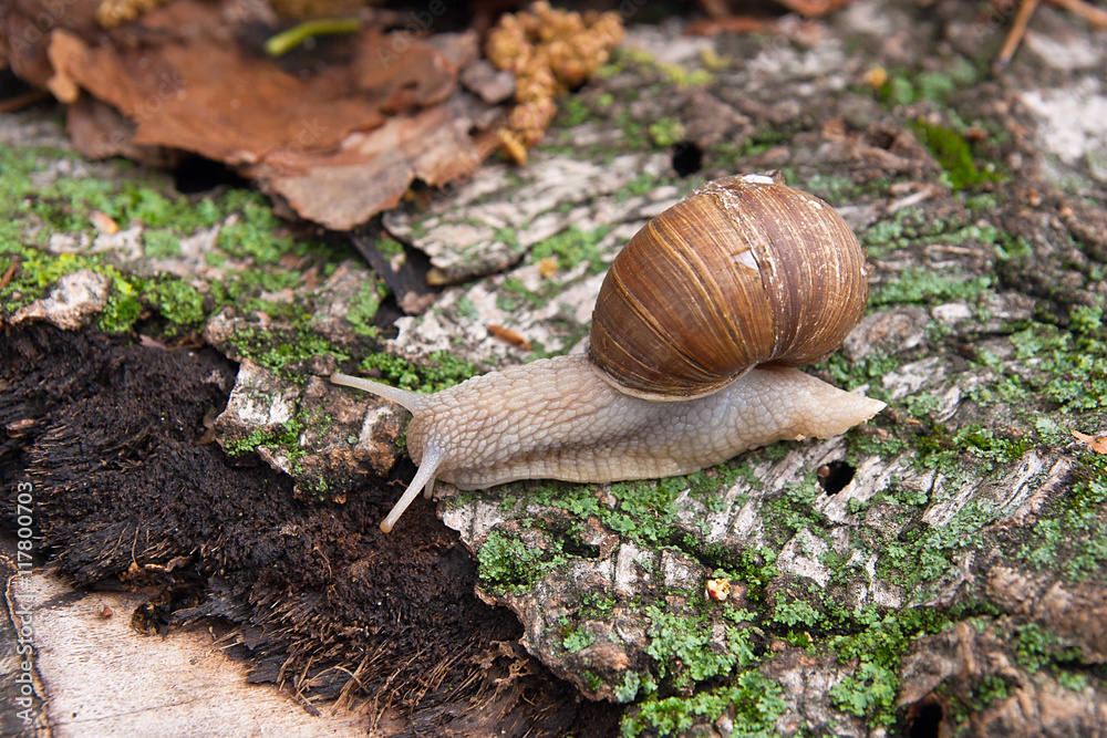 Helix pomatia, common names the Burgundy snail, Roman snail, edi Helix pomatia, common names the Burgundy snail, Roman snail, edi