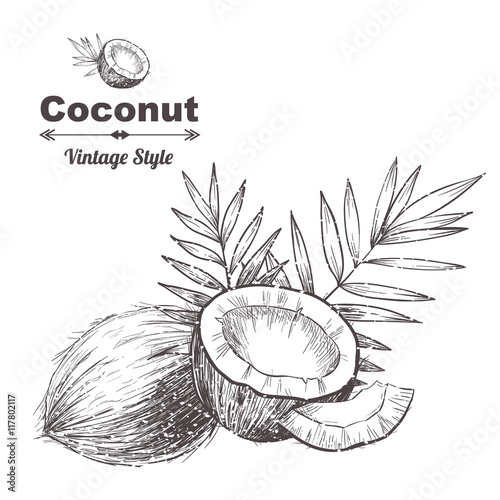 Vector background with  coconut . Hand drawn. Vintage style