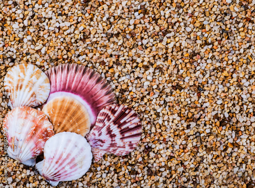 Sea shells on sand. Summer beach background. Top view Sea shells on sand. Summer beach background. Top view