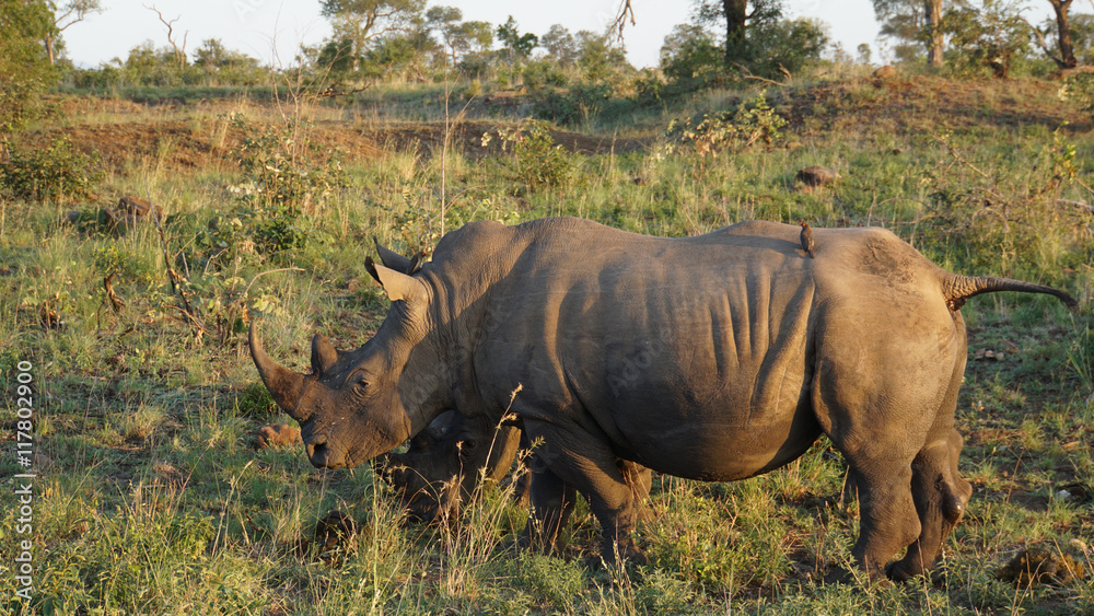 Obraz premium Nashorn mit Rotschnabel-Madenhackern/Ein Nashorn im Krüger-Nationalpark in Südafrika, auf dem mächtigen Körper sind zwei Rotschnabel-Madenhacker auf Nahrungssuche 
