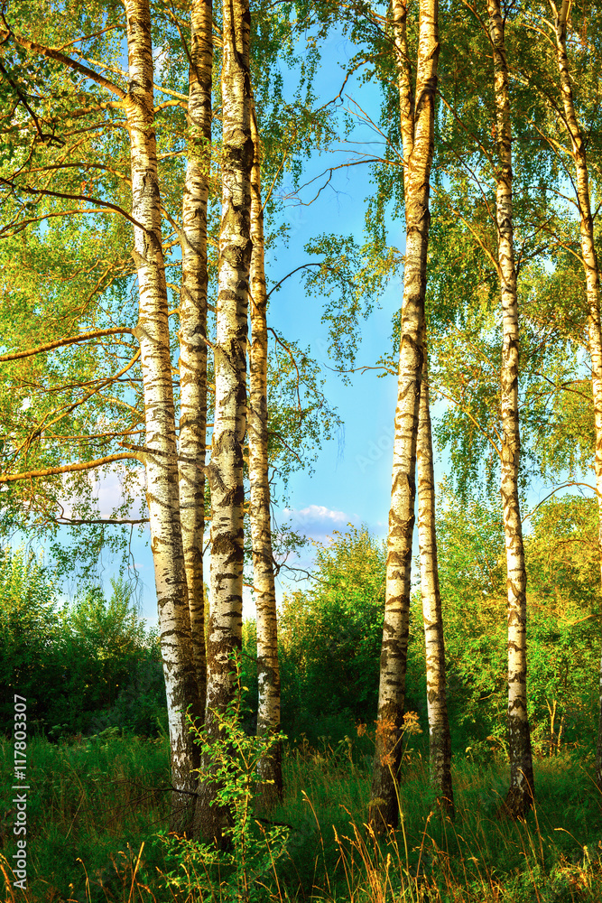 Obraz premium summer in birch forest