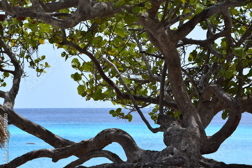 Fotografi Divi divi tree