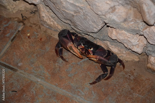 Land crab 