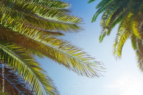 Palm trees with a sky and the sun © marjan4782