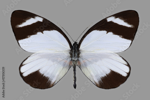 Butterfly Perrhybris lorena on a gray background photo