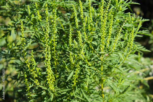 фотографія Ragweed plants