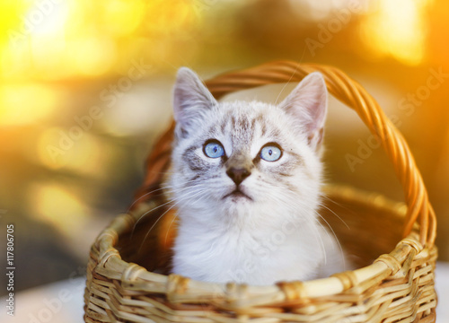 blue eyed siamese kitten in basket close up photo