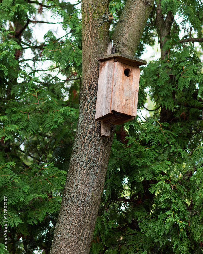 Old starling house on tree. Weathered birdhouse in forest.