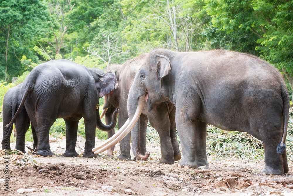 Family of Asian elephant