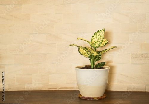 yellow wall and plant. 