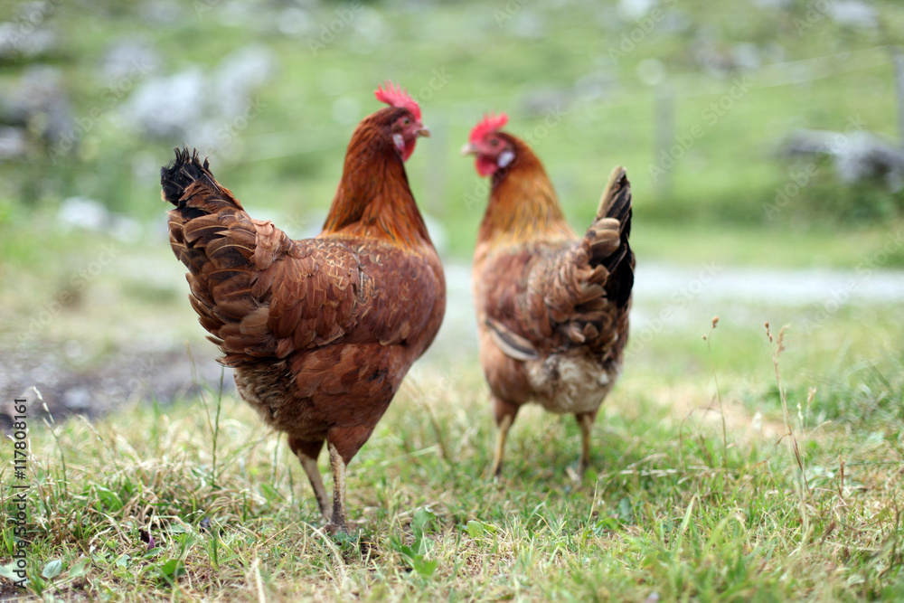 Freilaufende Bio Hühner auf der Wiese