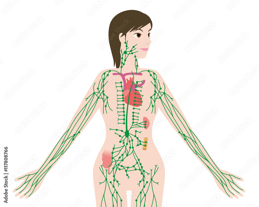 そけい部 リンパ の画像 30 件の Stock 写真 ベクターおよびビデオ Adobe Stock