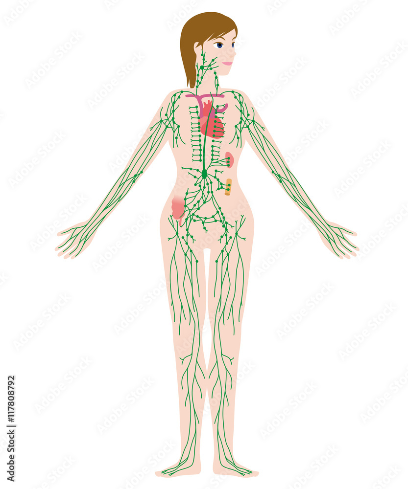 そけい部 リンパ の画像 30 件の Stock 写真 ベクターおよびビデオ Adobe Stock