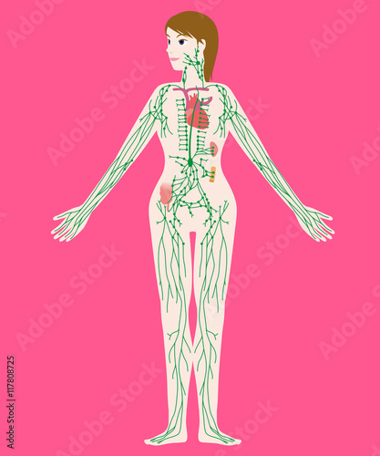 woman's lymph system anatomical chart, vector illustration