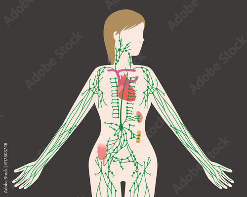 woman's lymph system anatomical chart, vector illustration