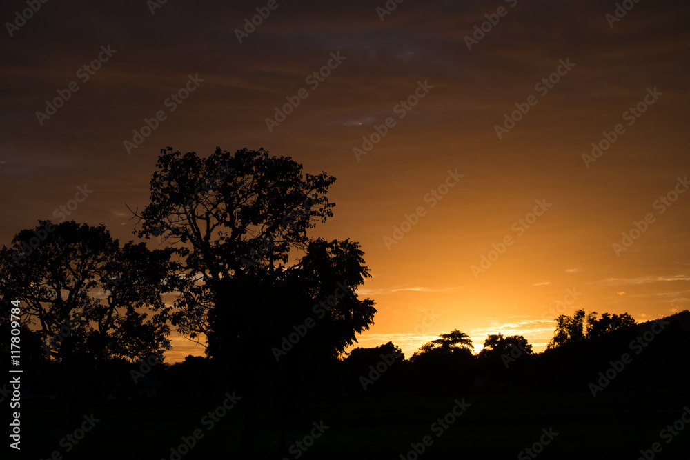 Silhouette of a tree with the sun behind the tree. In the evening, before sunset. abstract background.