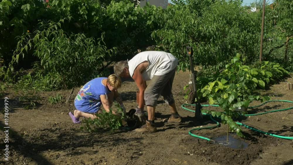 Family planting birch trees in the garden. Peaches, vine and flowers in the background. Man and woman inserting tree in a hole in ground. Water the tree after planting. Family planting birch trees in the garden. Peaches, vine and flowers in the background. Man and woman inserting tree in a hole in ground. Water the tree after planting.