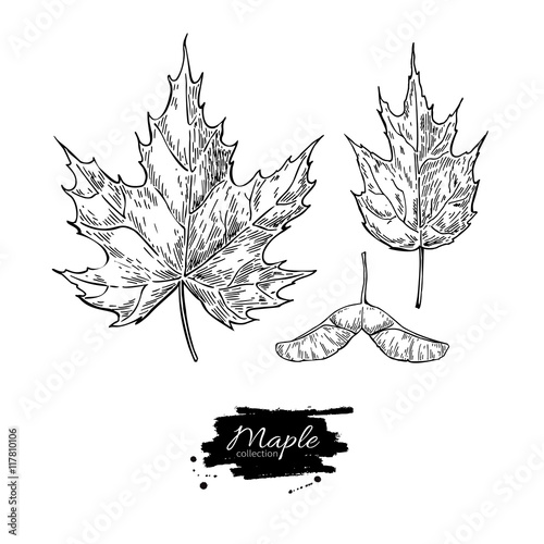 Vector maple leaves and seed drawing set. Autumn elements.