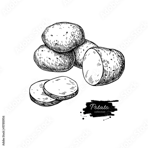 Potato vector drawing. Isolated potatoes heap and sliced piece.