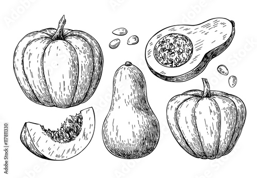 Pumpkin and butternut squash vector drawing set. Isolated hand d