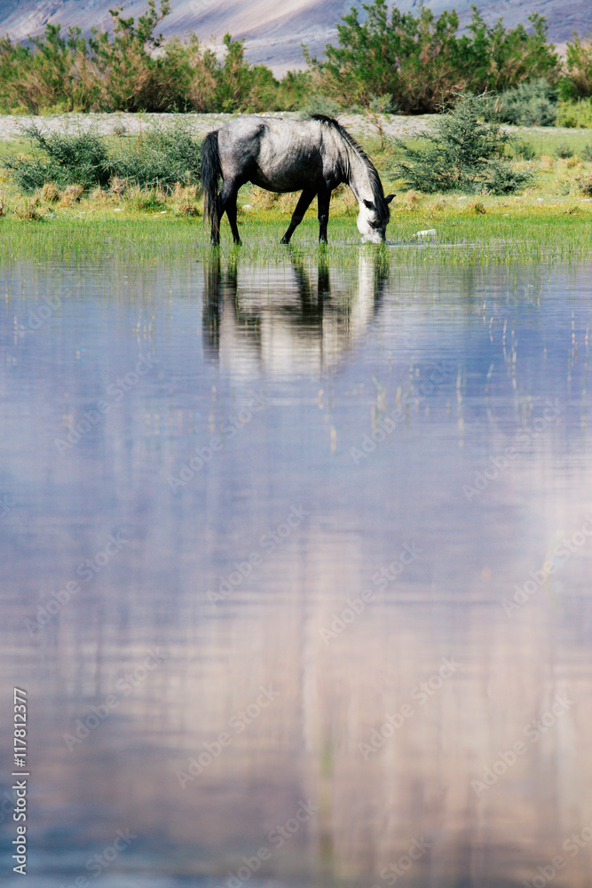 Fototapeta premium india horses