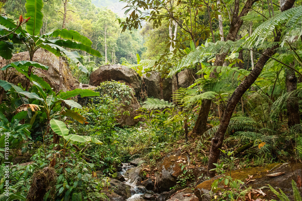 The green jungle of Koh Chang island, Thailand The green jungle of Koh Chang island, Thailand