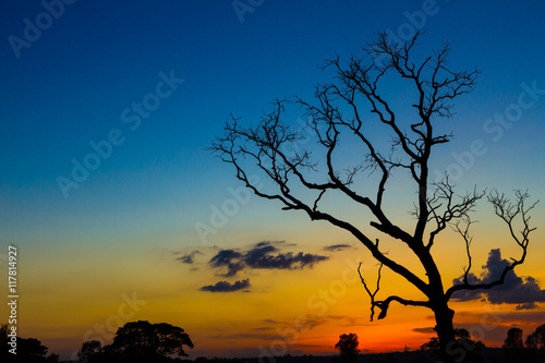 Big dry tree silhouette sunset sky