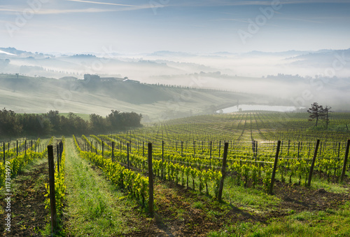 Vigneto tra le campagne italiane