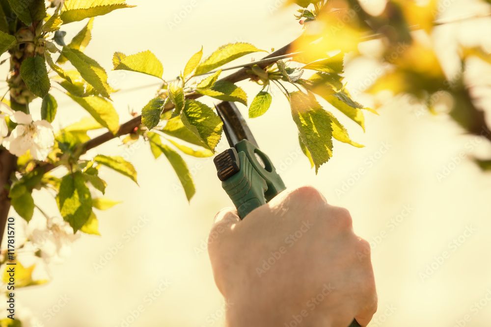 Pruning the branches for better crops. - obrazy, fototapety, plakaty 