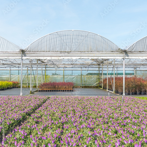 Nursery with greenhouses. photo