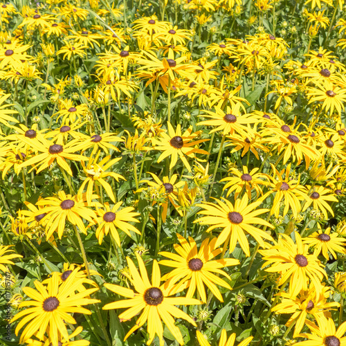 Rubeckia. photo