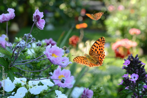 Blumen 731 photo