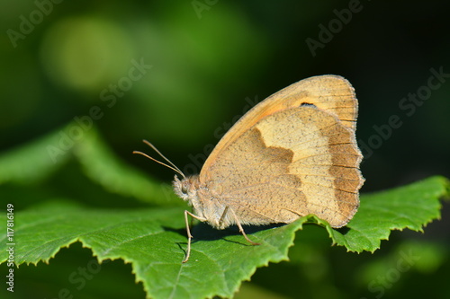 Satyridae / Çayır Esmeri /  Maniola jurtina photo