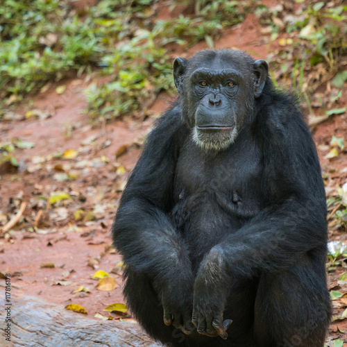 Chimpanzee animal relaxing