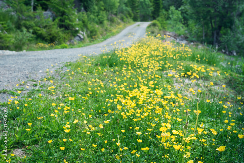 Obraz premium Rural road with fields of canola