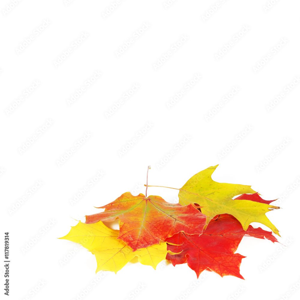 Autumn, leaves, Herbst, bunte Herbstblätter, Textraum, Copy space, freigestellt, isoliert, Quadrat Autumn, leaves, Herbst, bunte Herbstblätter, Textraum, Copy space, freigestellt, isoliert, Quadrat