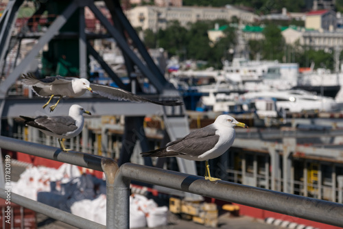 Seagull at the city port. Selective focus. Shallow depth of field.