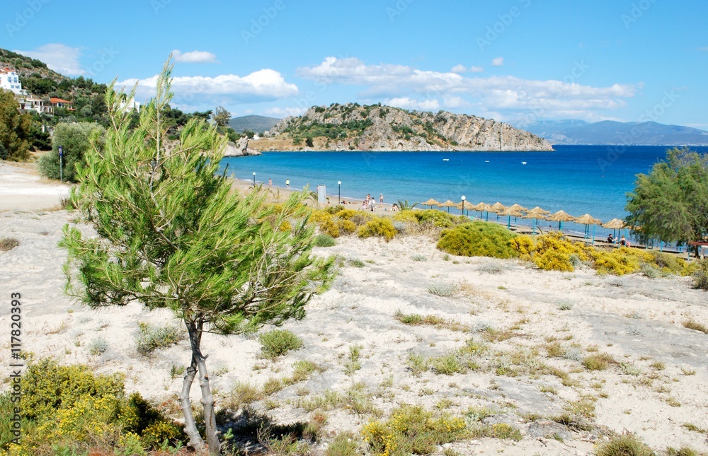 Tolo / Greece - Tree on the beach