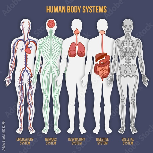 Human body system collection