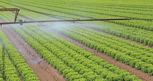 automatic irrigation system of a lettuce field in summer