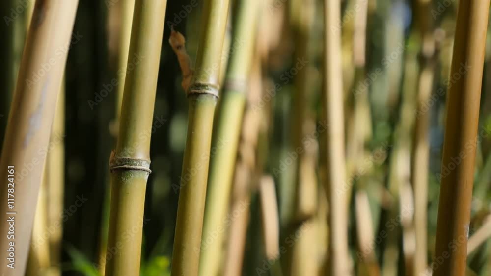 Nature and Poaceae family bamboo plant stalks on wind in slow motion 1080p HD video - Bambusoideae forest with a lot of green plants slow-mo natural background 1920X1080 FullHD footage Nature and Poaceae family bamboo plant stalks on wind in slow motion 1080p HD video - Bambusoideae forest with a lot of green plants slow-mo natural background 1920X1080 FullHD footage